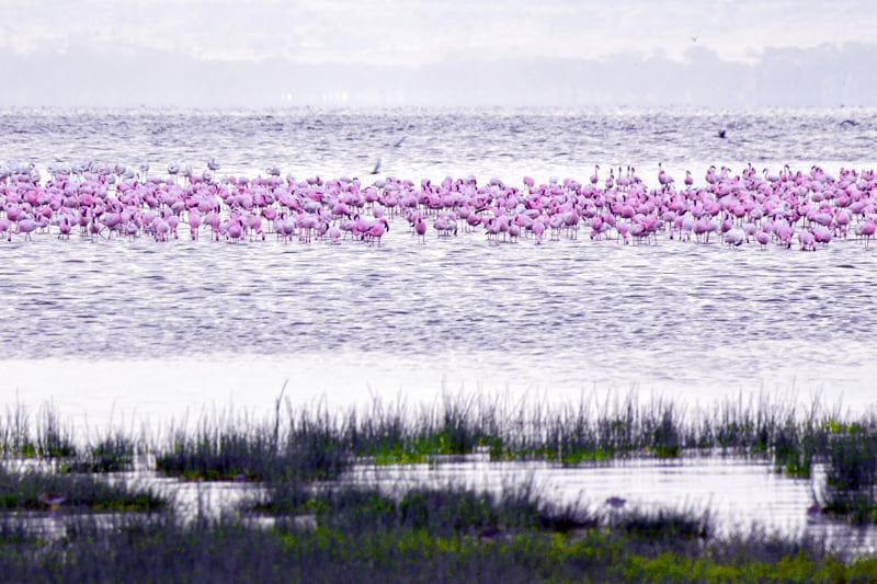 a large number of pink flamingos on a lake