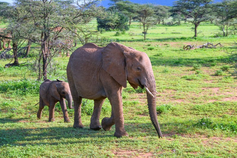 a mother elephant and her baby - seen on Kenya and Tanzania safaris