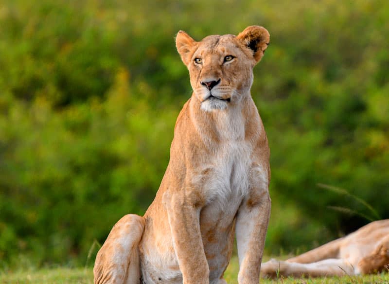 a lioness sitting near her mate