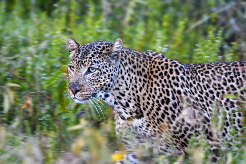 a leopard hunting - seen on Kenya and Tanzania safaris