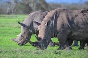 two rhinoceros grazing - seen on Kenya and Tanzania safaris