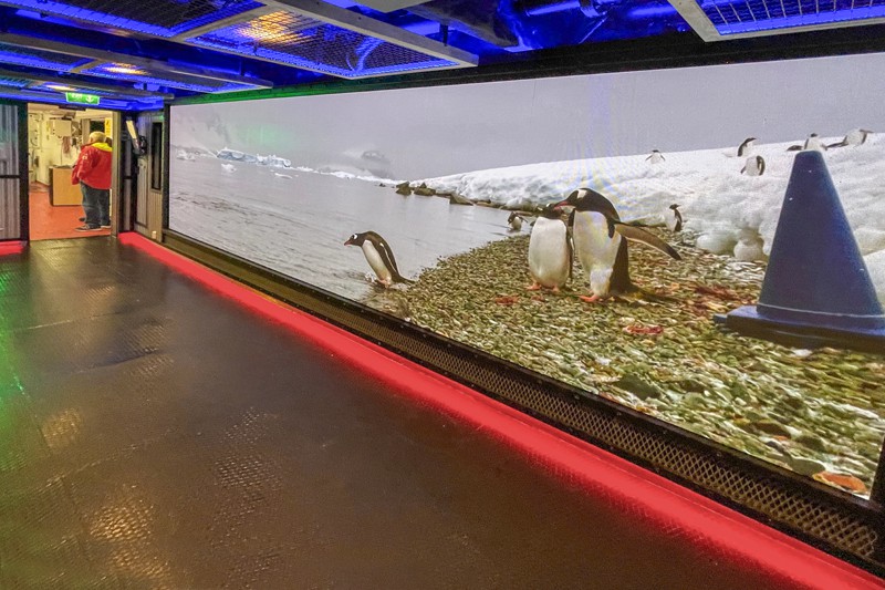 a giant TV screen showing penguins in Antarctica - on the MS Roald Amundsen