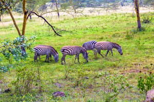zebras grazing on a Savannah 