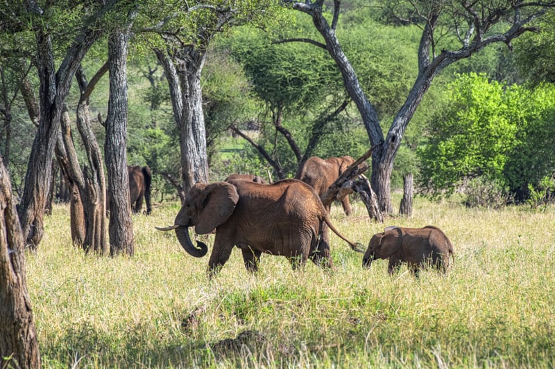 herd of elephants in a forest - seen on Kenya and Tanzania safaris