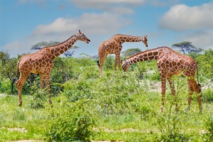 three giraffes grazing - seen on Kenya and Tanzania safaris