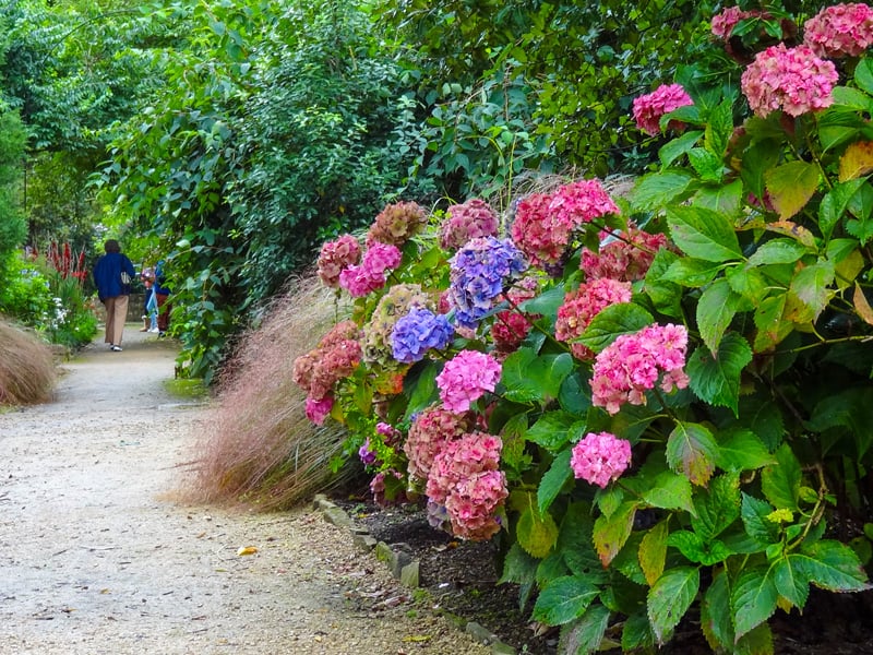 multi-colored hydrangea bushes in Mount Stewart, one of the great gardens in Ireland