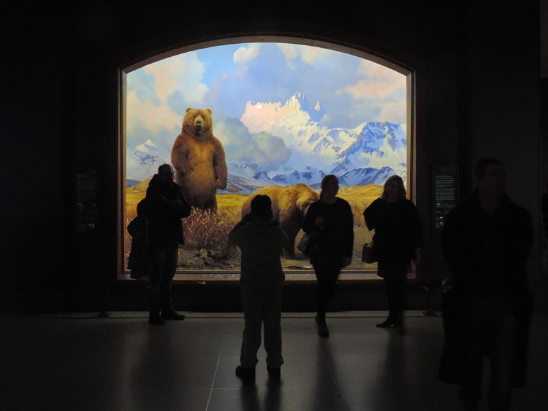 people in a museum looking at an exhibit of large bears