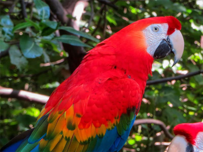 a bright-red parrot in the jungle