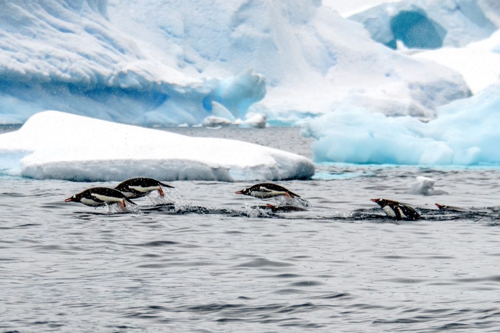 pwnguins swimming in the ocean by icebergs, seen on an expedition in Antarctica