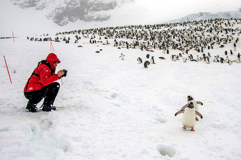 a man taking a photo of penguins during an expedition in Antarctica