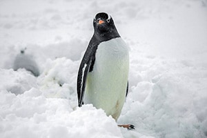 a large penguin looking at the camera, seen on an expedition in Antarctica
