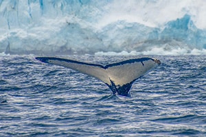 a whales tail shown while diving seen on an expedition in Antarctica