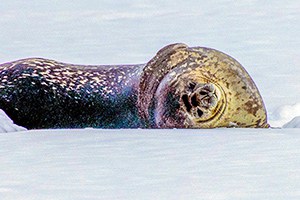 a seal lying in the snow seen on an expedition in Antarctica