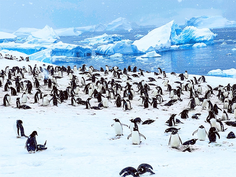 a large group of penguins in the snow seen on an expedition in Antarctica