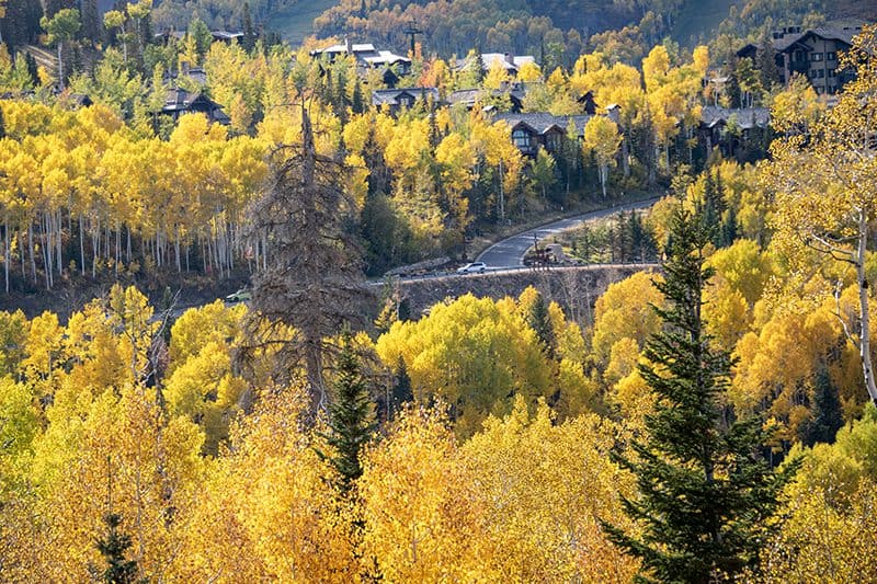 bright yellow trees on a hillside in autumn