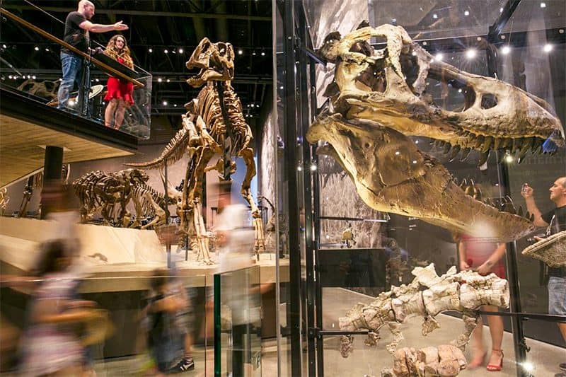 people in a museum looking at dinosaur skeletons, one of the things to do in salt lake city