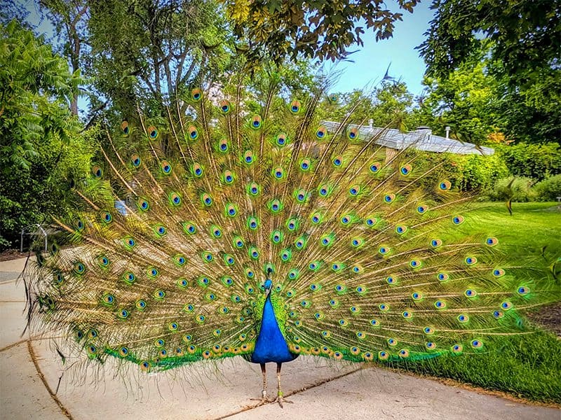 a colorful peacock in a park