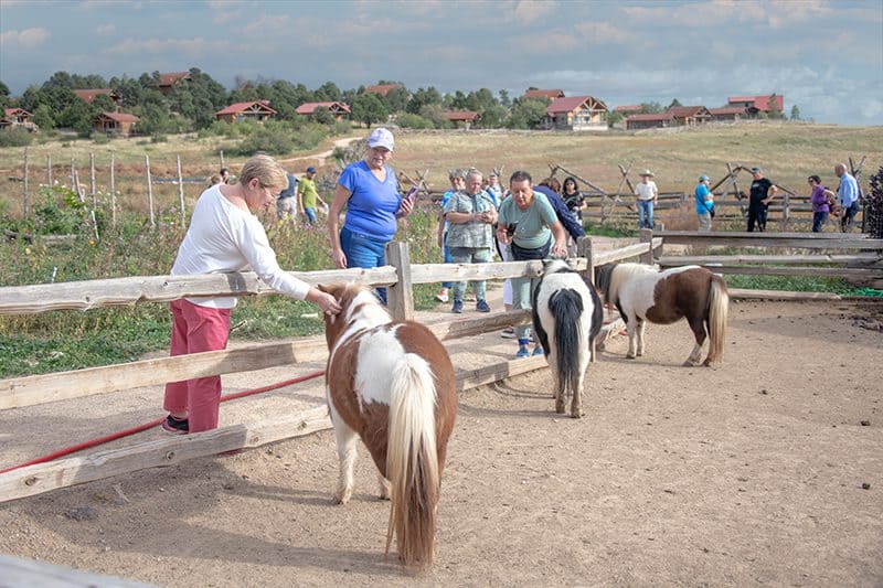 people petting ponies in a corral at a ranch