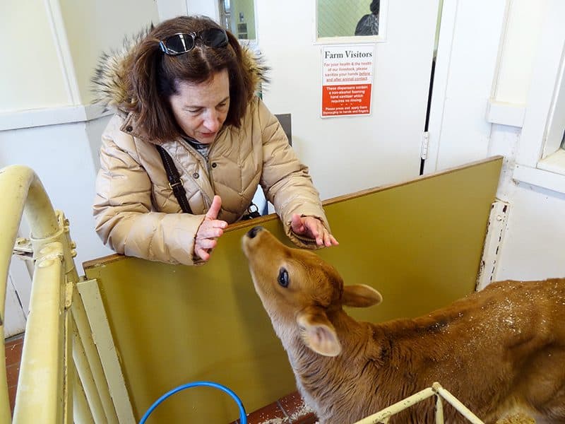 a woman petting a calf in a barn