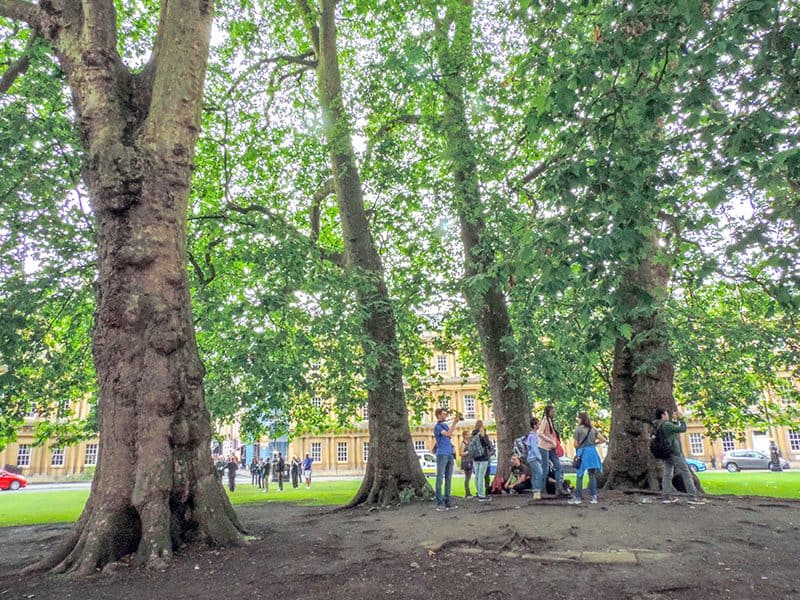 people under large old trees in teh Circus