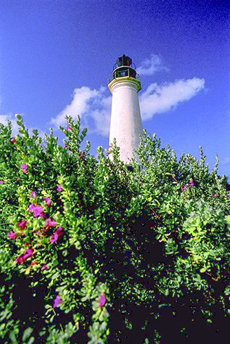 the top of a white lighthouse rising above flowering bushes