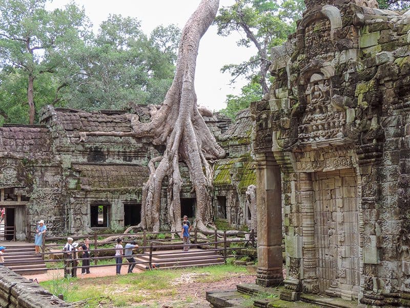 people looking at the huge roots of a tree that are enveloping a building