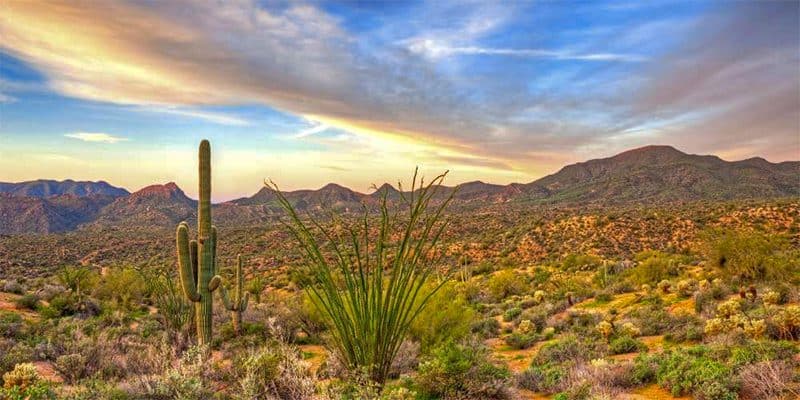 cactus on the Sonora Desert at sunset outside Scottsdale Arizona