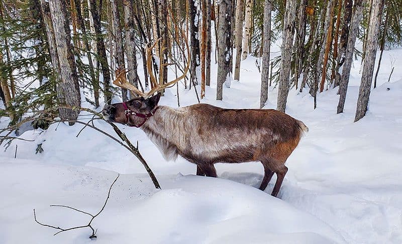 a Caribou standing in the snow nibbling a branch