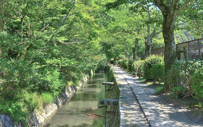 a walkway along a narrow canal in the forest