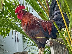 a rooster by a palm tree