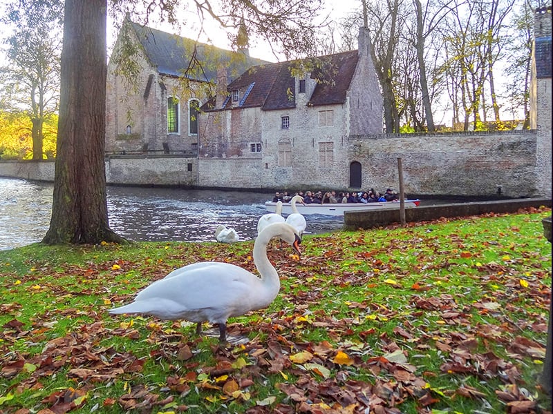 people on a canal boat looking at swans - one of things to do in Bruges