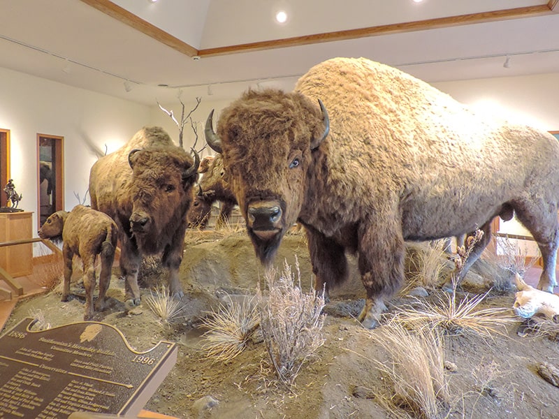 a museum exhibit of buffalos in Fort Benton MT
