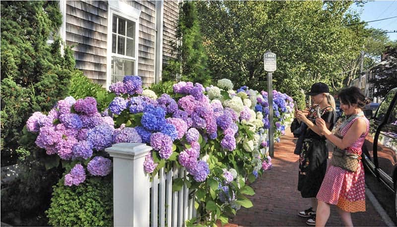 two young women taking photos of hydrangeas - nantucket vs marthas vineyard