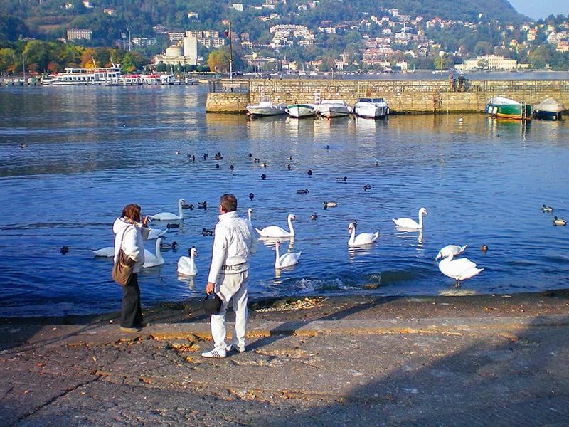 people feeding swans on Lake Como