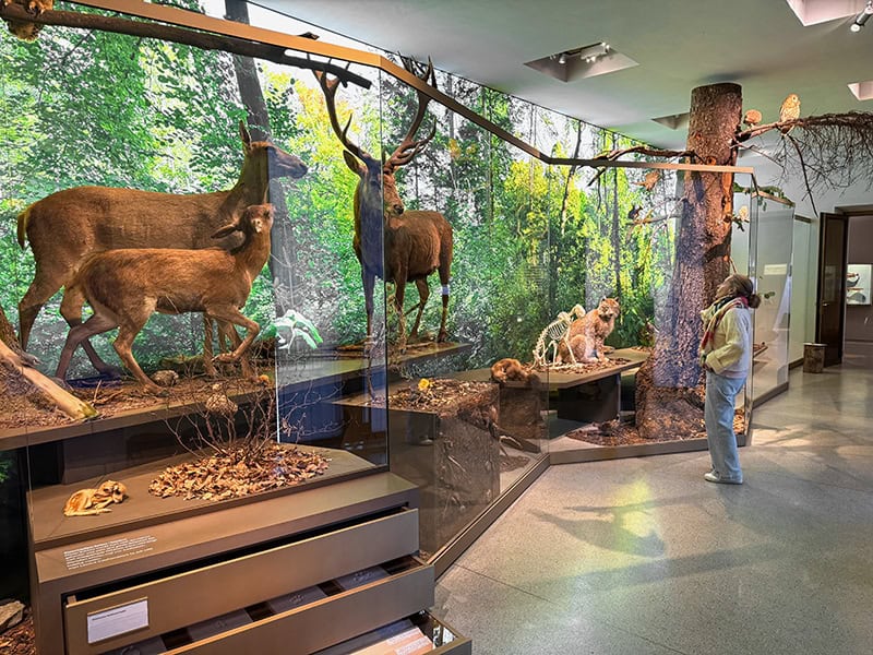 a woman looking at a museum exhibit showing large animals
