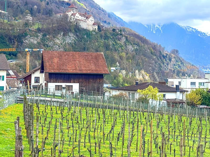 a vineyard beneath a castle on a mountainside