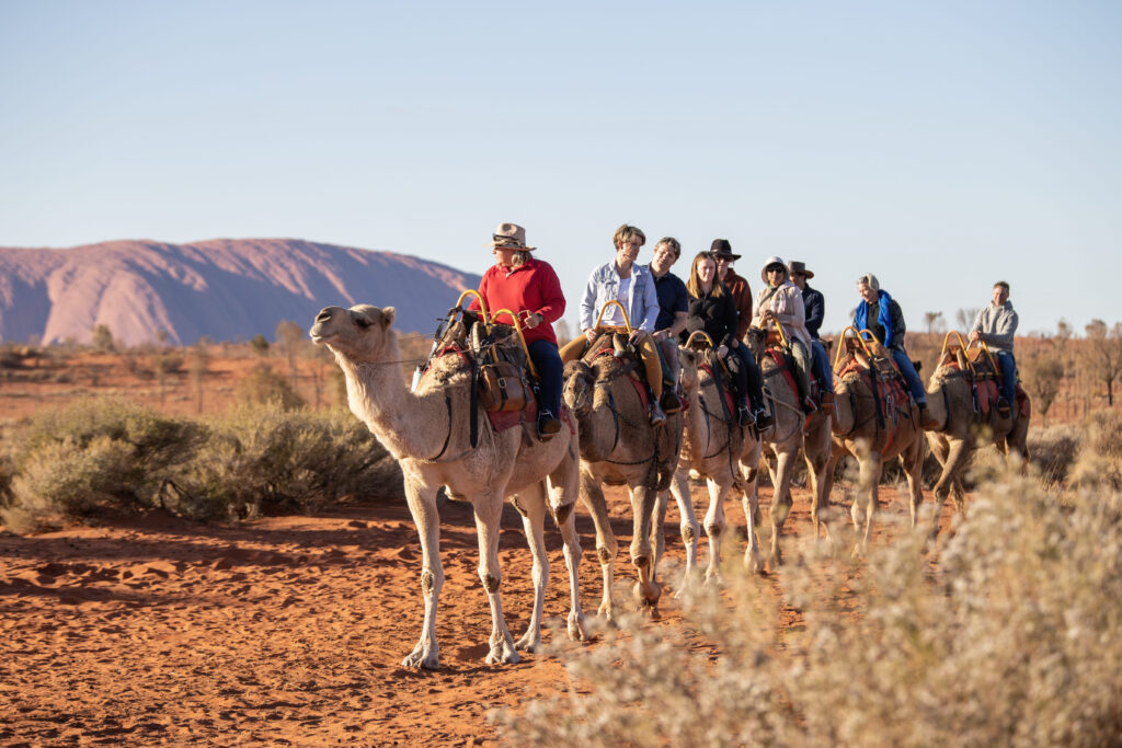 camel trekking in the northern territory australia