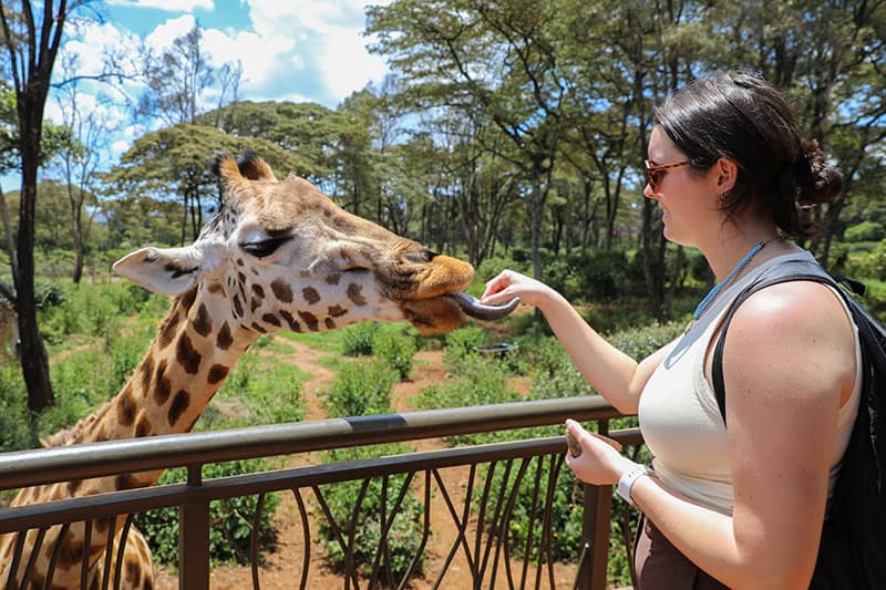 a young woman feeding a. giraffe on a Nairobi city safari
