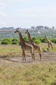 giraffes9n a Nairobi city safari