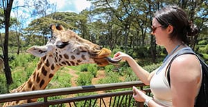 woman feeding a giraffe