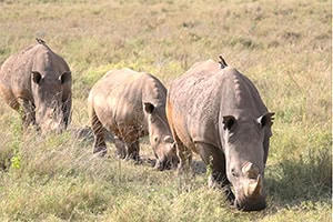 rhinos walking in a line