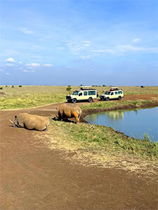 two rhinos near a water hole