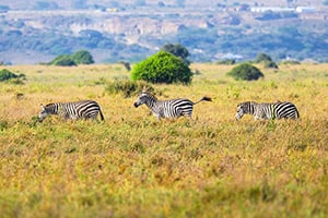 zebra walking through high grass