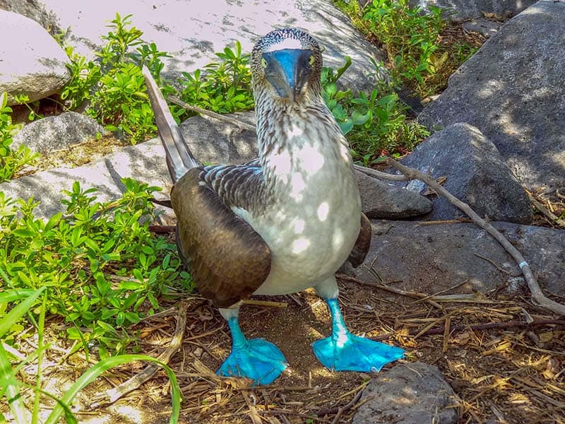 a bird with blue feet on the Galapagos Islands