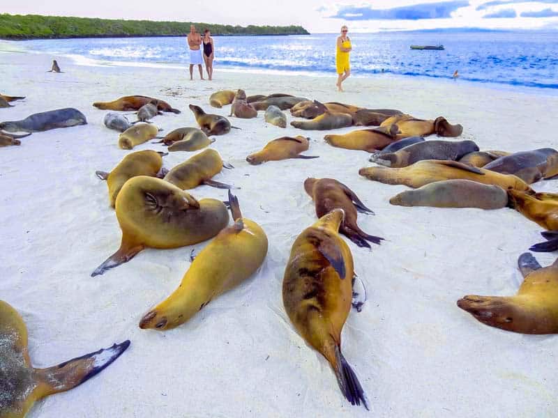 a large colony of seals on the Galapagos Islands