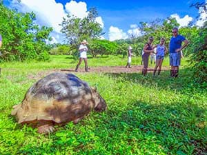 a giant tortoise on Galapagos Islands
